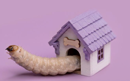 Adopt a maggot